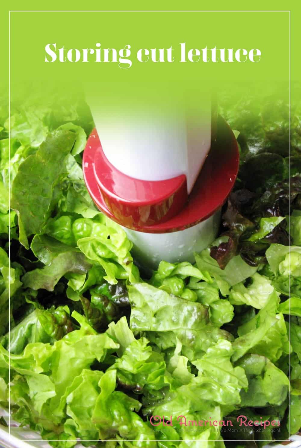 Storing Cut Lettuce Old American Recipes